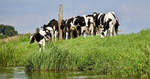 Plan forrajero mejora la productividad láctea