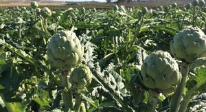 Laboratorio argentino proyecta producción de alcachofas en cápsulas en Paraguay