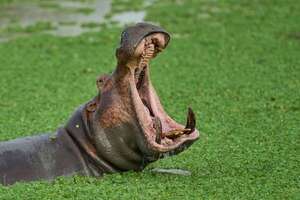 Multimillonario indio propone salvar a hipopótamos de Pablo Escobar - Ciencia - ABC Color