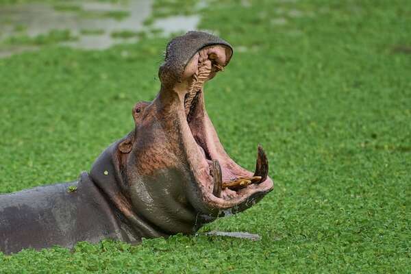 Multimillonario indio propone salvar a hipopótamos de Pablo Escobar - Ciencia - ABC Color