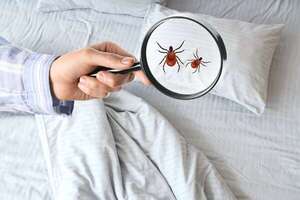 ¿Cuántos microorganismos comparten tu cama y cómo eliminarlos hoy mismo? - Estilo de vida - ABC Color