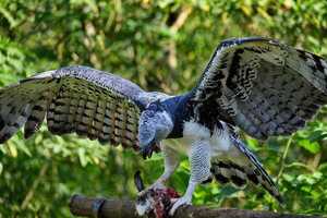 Tekotopa Centro Ambiental de Itaipú habilita el mirador del águila harpía desde hoy | DIARIO PRIMERA PLANA