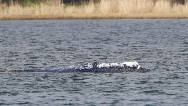 Avanza con éxito el rescate de Timmy, la ballena varada en aguas alemanas