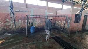 Denuncian crisis sanitaria en el matadero municipal de San Juan Bautista - Nacionales - ABC Color