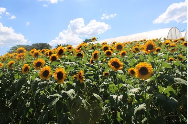 ¿Dónde visitar un campo de girasoles en Cordillera?
