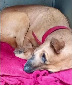 Popular / Lamentan ataques por tercera cirugía de Canela