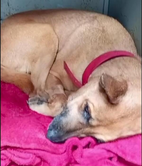 Popular / Lamentan ataques por tercera cirugía de Canela