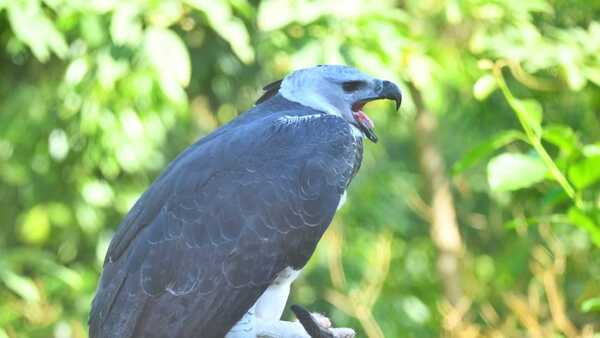 Itaipú invita a una observación única de especies de águila harpía