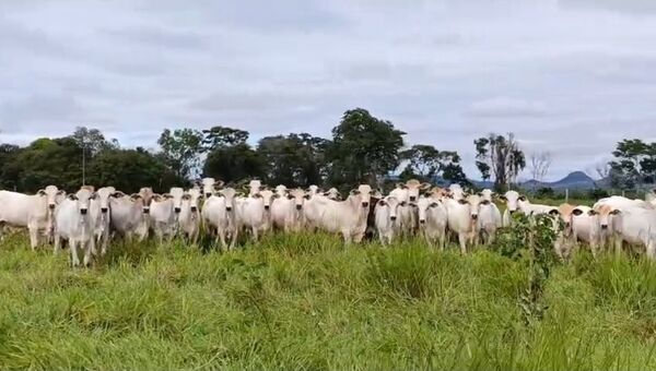 Ganadero evita millonaria estafa tras detectar esquema fraudulento en Yby Ya’ú - Concepción al Día