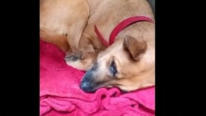 ¡Fuerza, Canela! La valiente perrita recayó y entró a cirugía por tercera vez