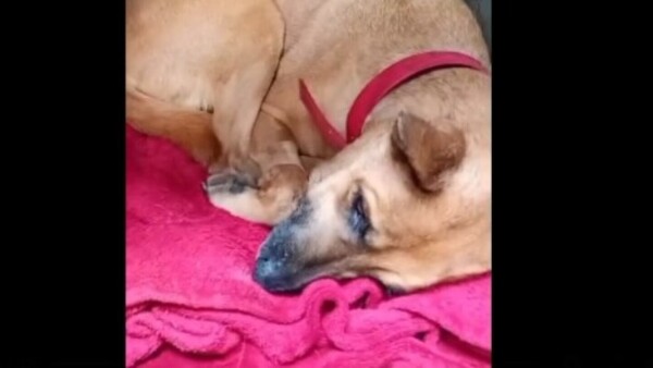¡Fuerza, Canela! La valiente perrita recayó y entró a cirugía por tercera vez