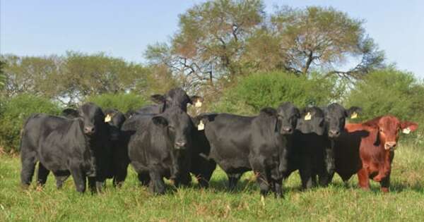 Brangus y su consigna de producir más con mayor eficiencia