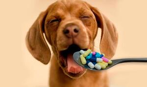 Veterinarios alertan sobre riesgos de automedicar a mascotas, especialmente en temporada de frío
