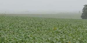 ¿Es oportuna la lluvia para el campo en este momento? - ABC Rural - ABC Color