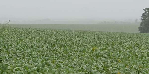 ¿Es oportuna la lluvia para el campo en este momento? - ABC Rural - ABC Color