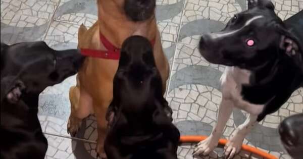 La Nación / Canela cada vez está en mejores condiciones físicas y de salud