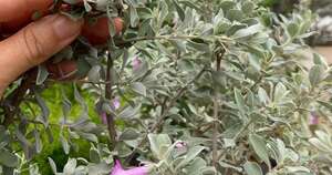 La planta “meteoróloga” avisa cuando va a llover