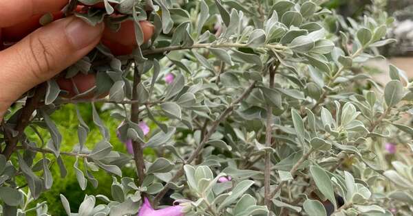 La planta “meteoróloga” avisa cuando va a llover