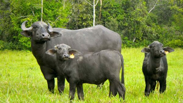 Afirman que la carne de búfalo es muy beneficiosa, pero en Paraguay la cría aún es ínfima