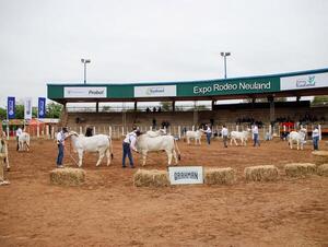 Volumen, uniformidad y potencia genética: el Brahman paraguayo se lució en la pista de la Expo Neuland
