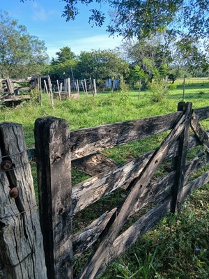 Denuncian la desaparición de cuatro animales vacunos en Loreto - Concepción al Día