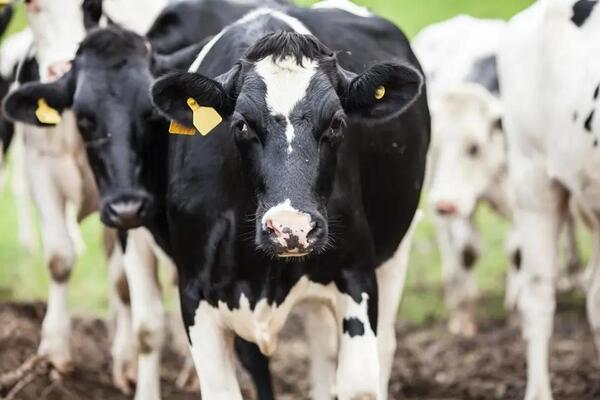 Más de 22.000 productores menos: fuerte crisis en la ganadería paraguaya