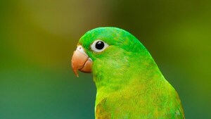 Los loros salvajes aprenden a comer nuevos alimentos imitando los comportamientos sociales