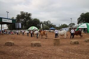 Genética como negocio: Brahman gana protagonismo en una ganadería que necesita más terneros