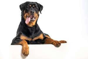 Estas son las razas de perros más fuertes: poder, resistencia y musculatura canina - Mascotas - ABC Color