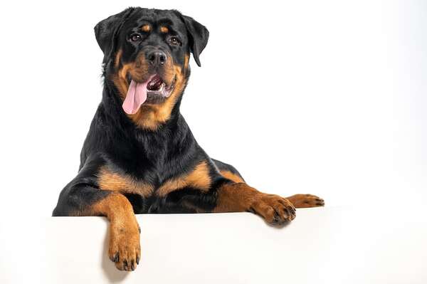 Estas son las razas de perros más fuertes: poder, resistencia y musculatura canina - Mascotas - ABC Color