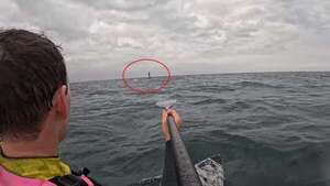Video: surfista es perseguido por un tiburón en California - Mundo - ABC Color