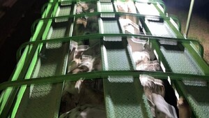 Incautan tractocamión con 75 cabezas de ganado de dudosa procedencia en Minga Porã