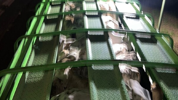 Incautan tractocamión con 75 cabezas de ganado de dudosa procedencia en Minga Porã