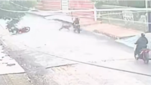Perro dejó chalái a dos motocas: una víctima está encamada y no puede trabajar.