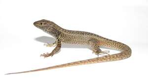 Diario HOY | Hallan nueva especie de lagartija en los andes de Perú