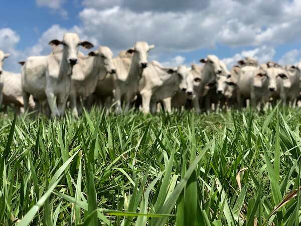 La rentabilidad de los negocios sostenibles - ABC Rural - ABC Color