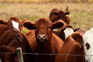 Carne bovina: último paso hacia la conquista total del norte  - ABC Rural - ABC Color