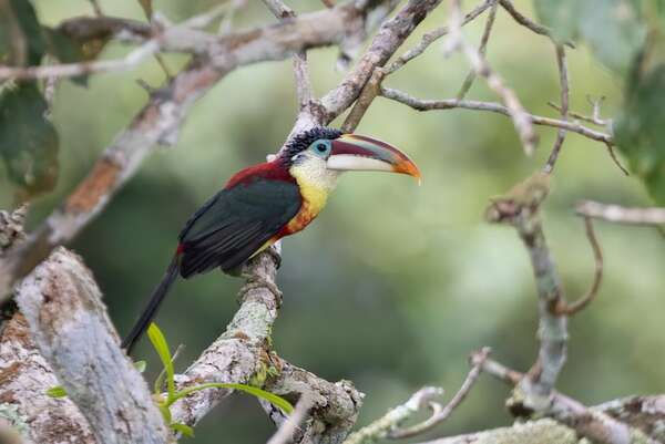 Ararirí crespo: el “tucán con peinado” y el extraño lenguaje evolutivo de sus plumas - Ciencia - ABC Color