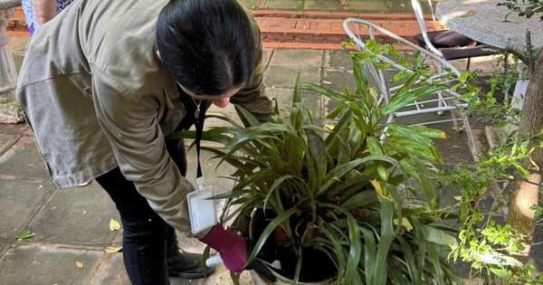 La Nación / Dengue en Paraguay: Salud insta a reforzar la eliminación de criaderos de mosquitos