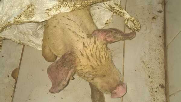 Se suspende el kure chyryry: caen dos por robar chanchitos de un chiquero en Asunción