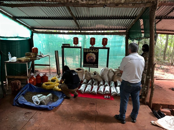 Desmantelan laboratorio clandestino y sacan de circulación más de 118 kilos de marihuana en San Pedro - Concepción al Día