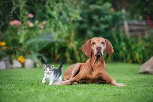 Colágeno para perros y gatos: lo que puede ayudar y lo que es puro marketing - Mascotas - ABC Color
