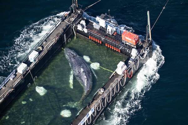Final feliz para Timmy: liberan en el mar del Norte a la ballena varada en Alemania - Ciencia - ABC Color