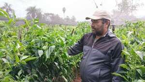 La horticultura es una fuente de sustento familiar segura, afirman - Nacionales - ABC Color