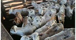 La Nación / Investigan posible abigeo de 75 animales