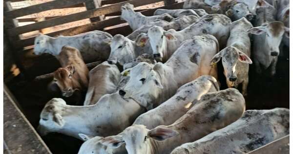 La Nación / Investigan posible abigeo de 75 animales