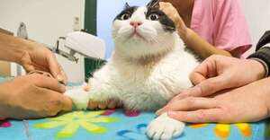 Tipos de sangre en gatos: el dato invisible que puede salvar una vida en la veterinaria - Mascotas - ABC Color