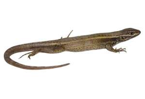 Lagartija Stenocercus aguilari: nueva especie en los Andes peruanos - Ciencia - ABC Color