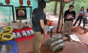 Senad incauta más de 118 kilos de marihuana y desmantela laboratorio clandestino en San Pedro - OviedoPress