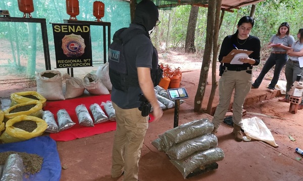 Senad incauta más de 118 kilos de marihuana y desmantela laboratorio clandestino en San Pedro - OviedoPress